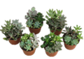 Gardens in Plastic Pot